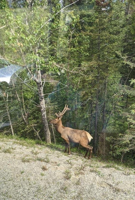 Rocheuses Canadiennes | Wapiti