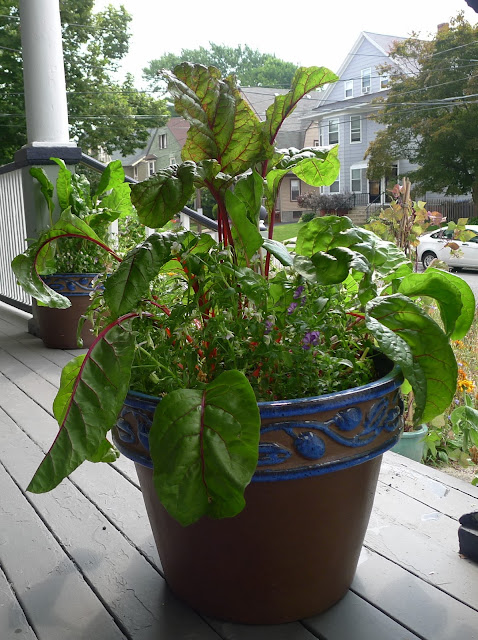 Edible Landscaping: Swiss Chard and Violas in container