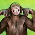 Enjoy Monkey Fun Time: