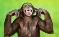 Enjoy Monkey Fun Time: