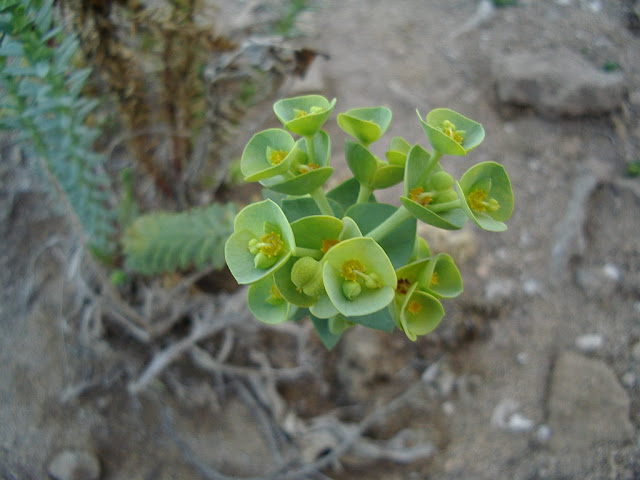 Euphorbia paralias