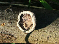 Schizophyllum commune