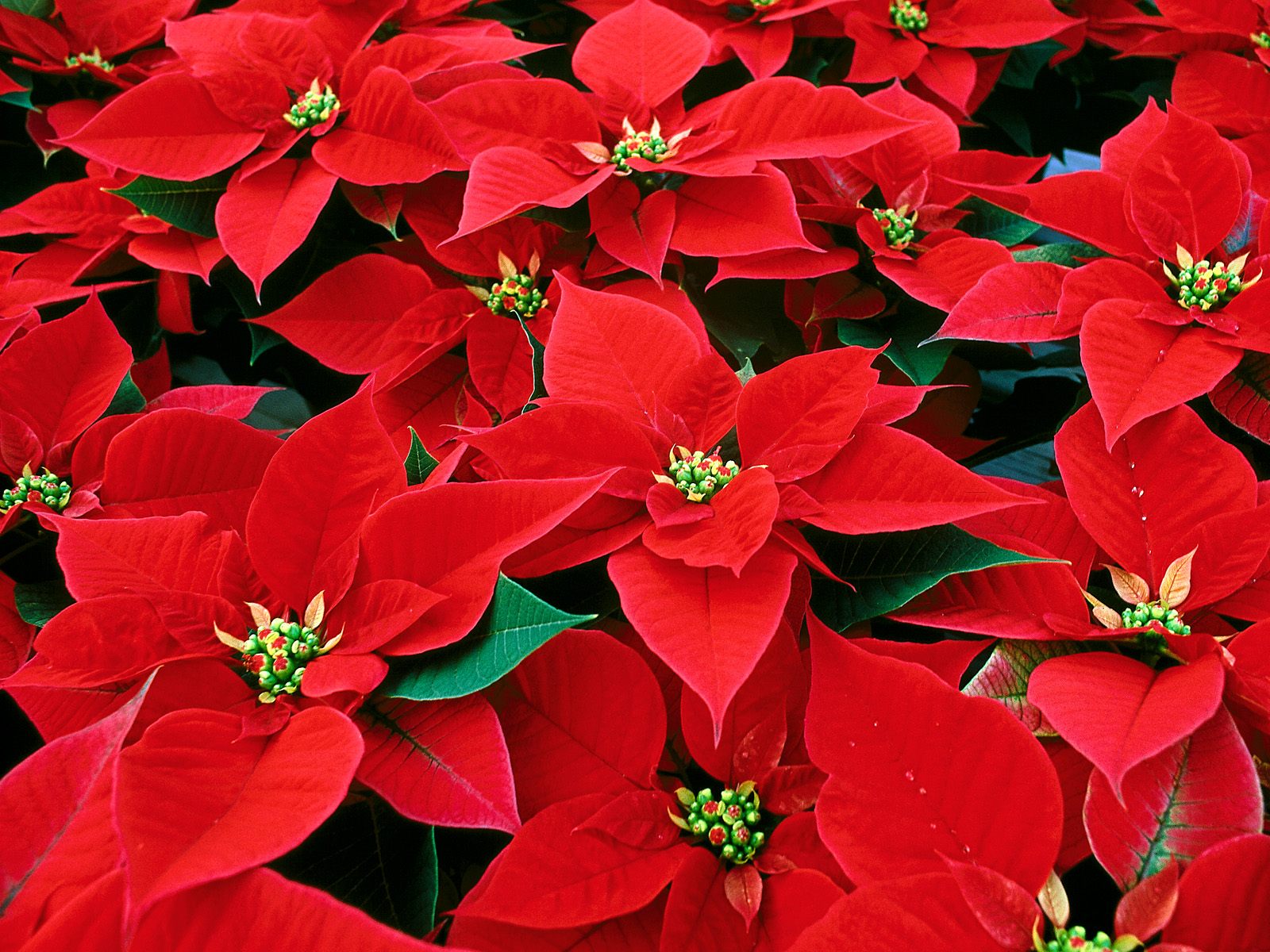 it beautiful download free christmas flower wallpaper more christmas 