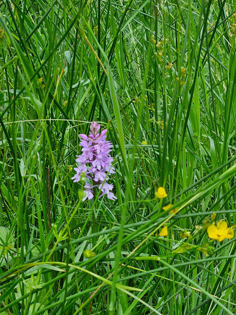close up of a pink orchid amongst the grass at Haldon forest