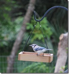 bluejay