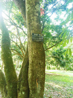 Kukul Kakul Amherstia nobilis Tree Trunk