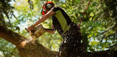 tree trimming Melbourne