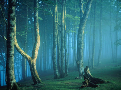 Forest HQ Nature Wallpapers nature wallpaper hq. Forest HQ Nature Wallpapers