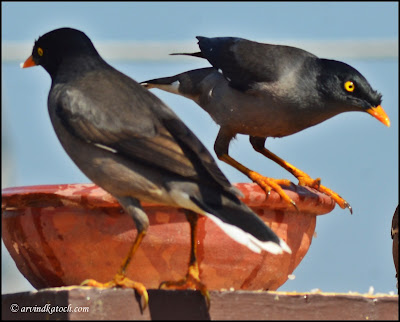 Pair, Jungle Myna, Myna