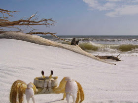 Funny animals of the week - 3 January 2014 (40 pics), funny crab photo