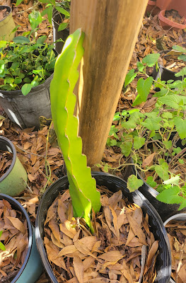 Dragonfruit surving a freeze in Northeast Florida