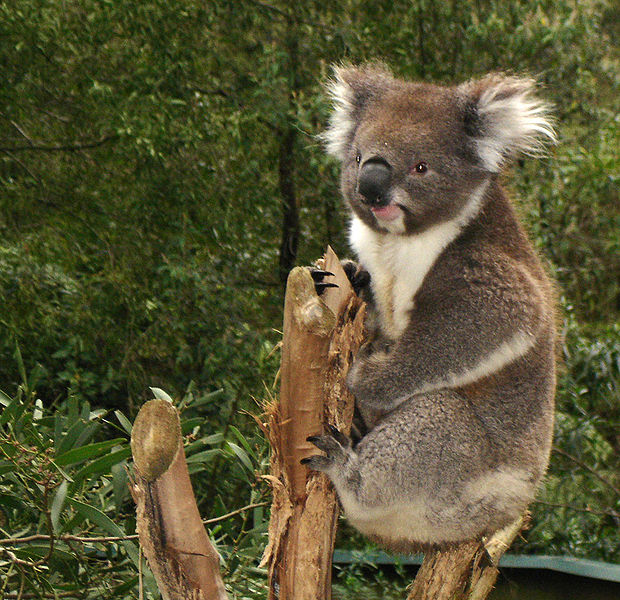 Koala Binatang Lucu Yang Hobi Tidur Fauna Gue