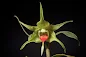 Dendrobium tobaense care and culture