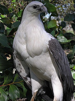 Macam Macam Jenis Burung  Elang Dan Cirinya Burung  Kicau 