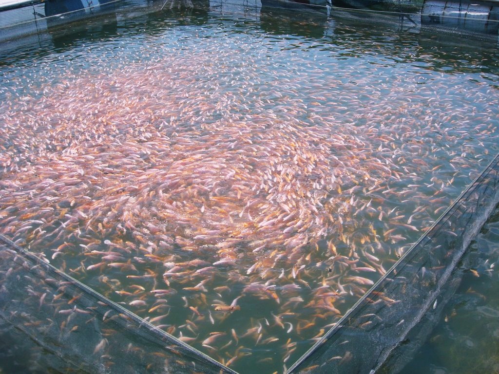 Langkah Budidaya Ikan  Mas  Dalam Kolam  Jual Waring Sayur 