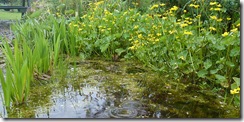hd pond