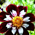 Dahlia Multi Color