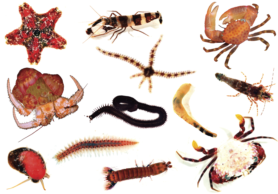 Berikut Ini Soal Biologi Tenang Hewan Invertebrata  Beserta Kunci Jawaban berjumlah 70 soal 