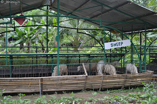 sheep in the farm