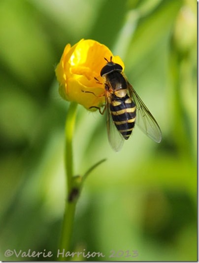 hoverfly-eupeodes-sp