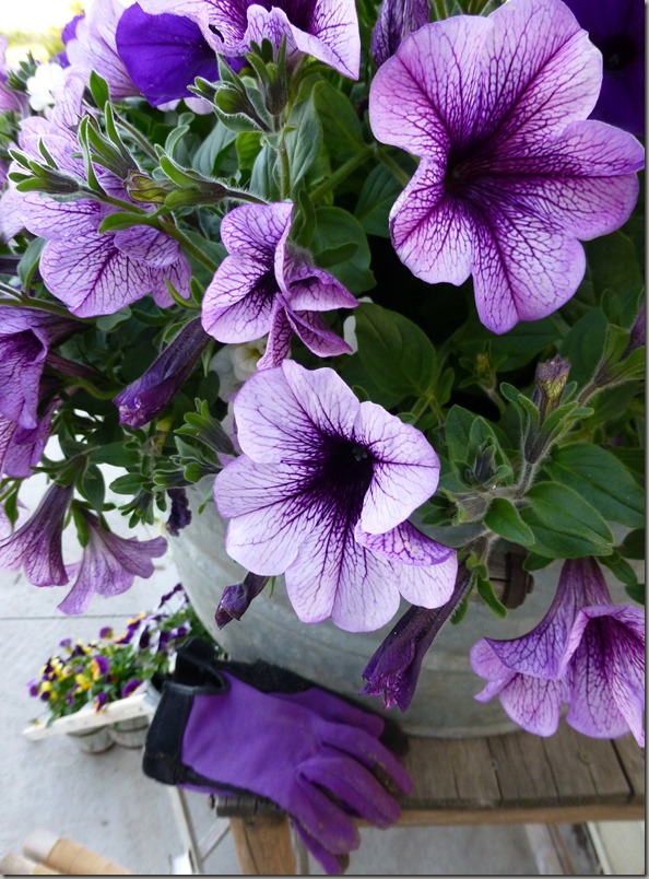 petunias 001