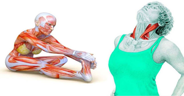 50 Stretching Exercises That Effectively Stretch The Muscles Of The Whole Body