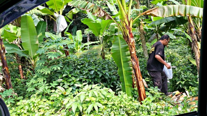 FauziahSamad.com: DAUN PECAH BELING KAWAL GULA DALAM DARAH