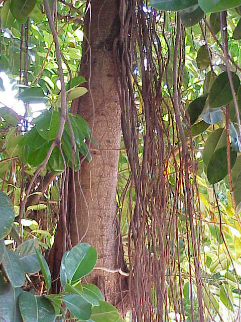 THÔNG TIỂU TIỆN VÀ THÔNG MẬT- Đa búp đỏ-Ficus elastica