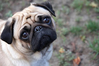 Cutest-dog-breeds