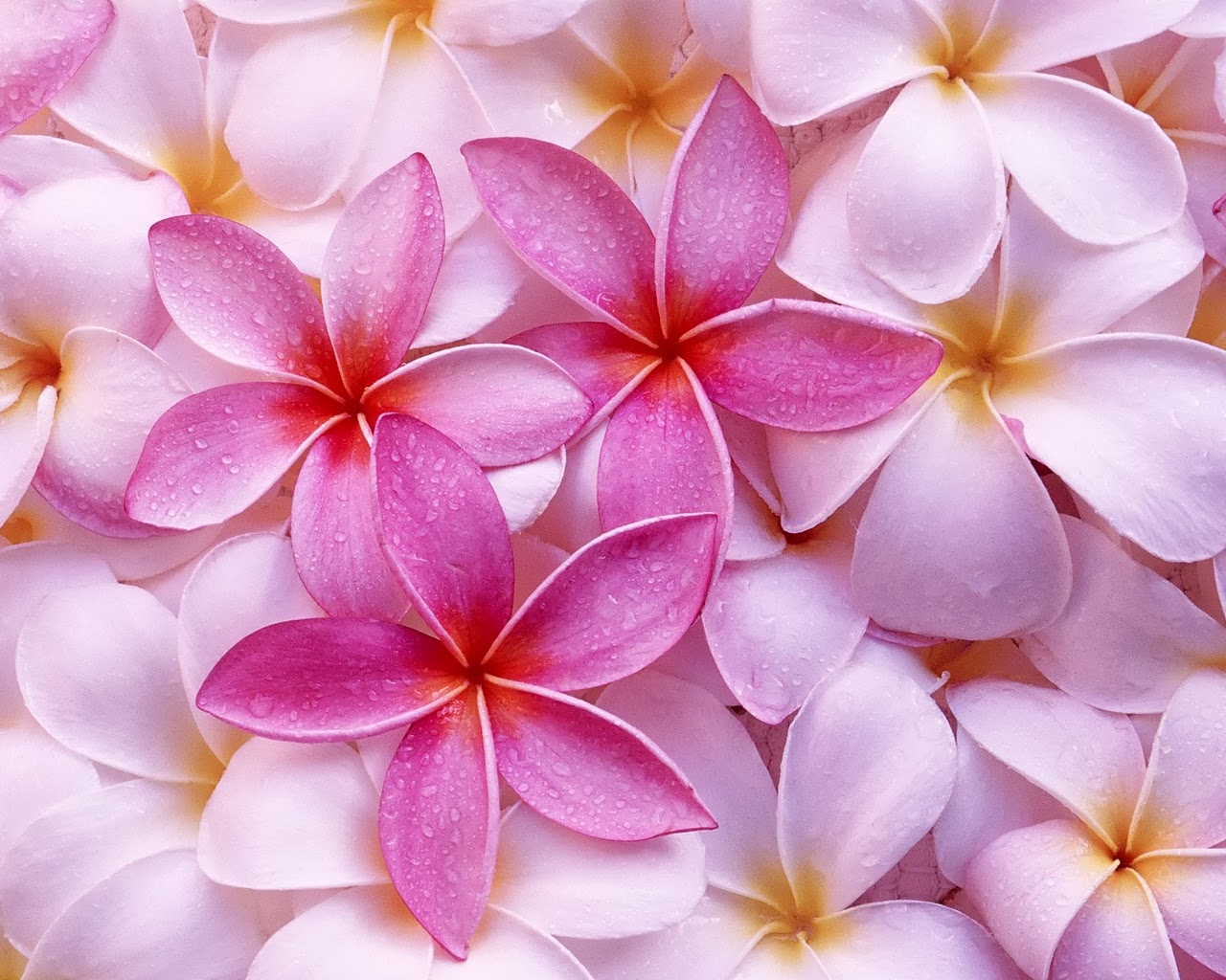 Beautiful Flowers  HD  Desktop Wallpapers  in 1080p Super 