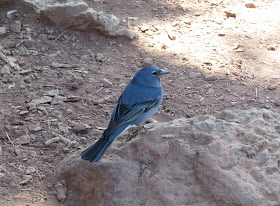 Tenerife Blue Chaffinch - Las Lajas, Tenerife