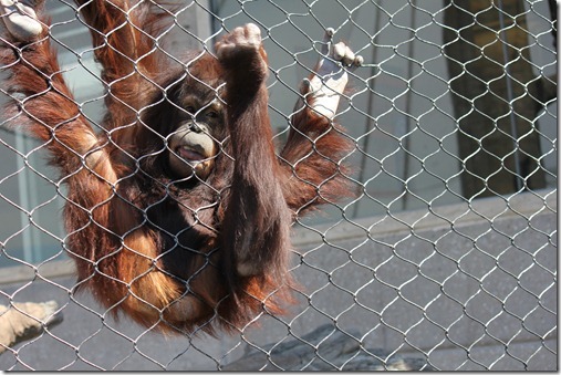 Zoo 651_thumb[1]