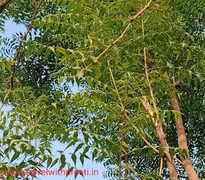 नीम के पौधे (Neem plant) के औषधीय गुणों के बारे में जानकारी