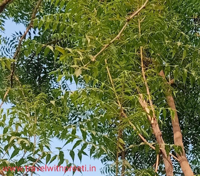 नीम के पौधे (Neem plant) के औषधीय गुणों के बारे में जानकारी