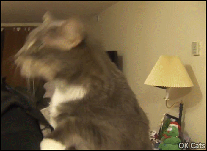 Funny Cat GIF • When your crazy cat licks everything when you scratch his back [ok-cats.com]