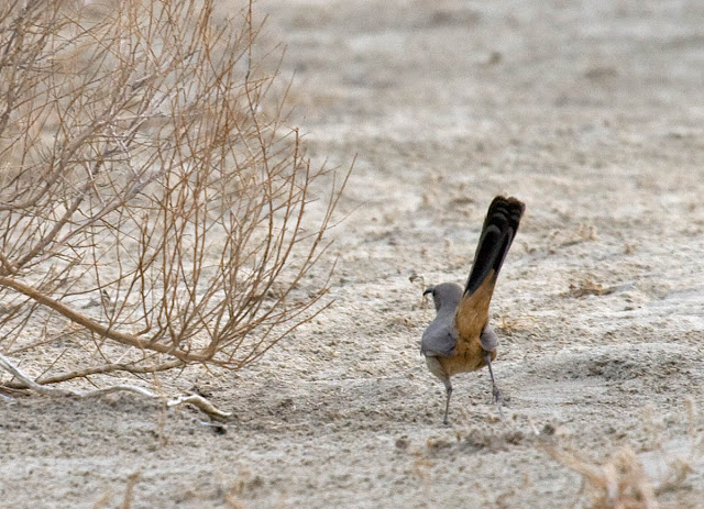 Le Conte's Thrasher