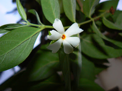 Shiuli Flower Image