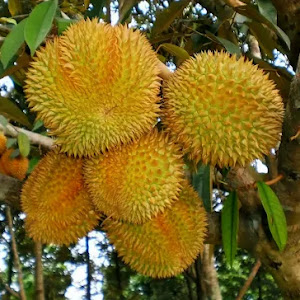 Bibit Durian Montong