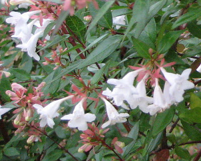 Beauty Bush flowers.