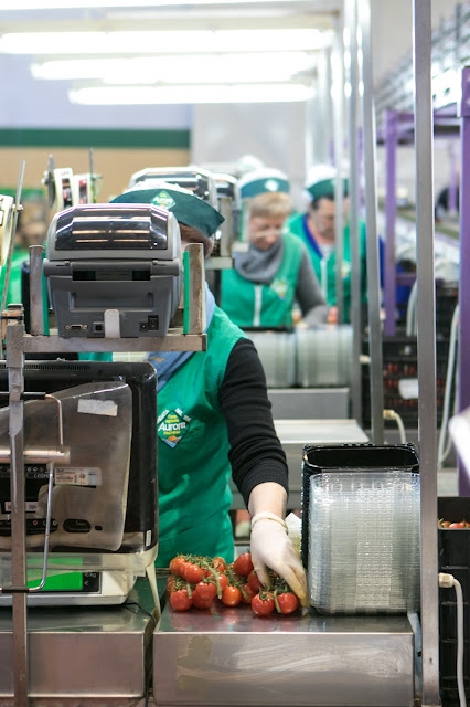 Consorzio di tutela del Pomodoro di Pachino IGP