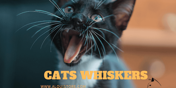   Unraveling the mysteries of cats whiskers: A deep dive into feline sensory marvels