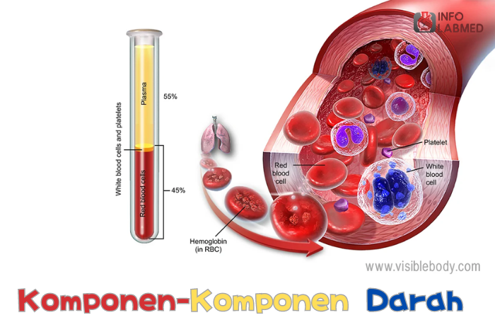 Komponen-komponen Darah : Darah dan Komponen-komponen yang Berbeda