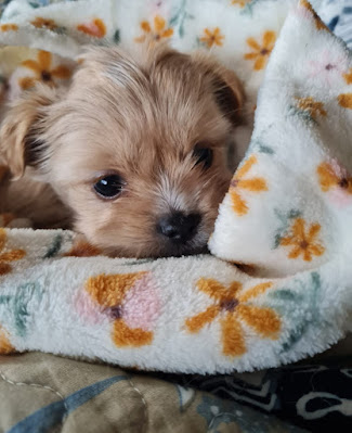 8 week Shorkie Puppy girl