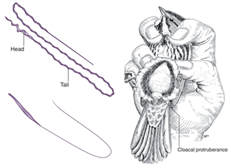 Espermatozoides (izquierda), Protuberancia cloacal (derecha).