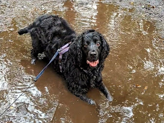 Boris the Black Cocker Spaniel laying in a filthy muddy puddle out in the woods with a look of pure joy on his face as he looks up at me