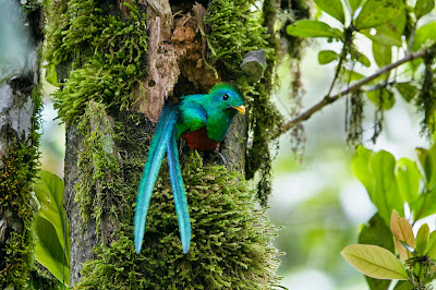 resplendent-quetzal-wallpaper