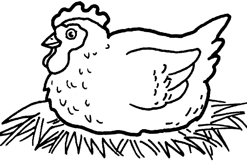 Belajar mewarnai  gambar  binatang  ayam  untuk anak