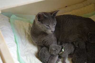 Russian Blue Cat Darisha With Kittens