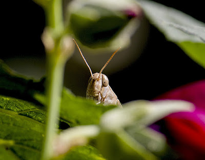 Tashkent. Insects of the region. Ташкент. Насекомые региона.