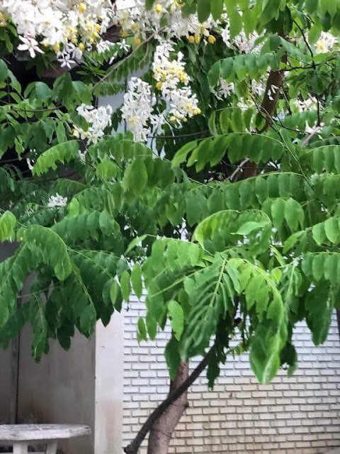 Rainbow Shower Tree 'Queen's Hospital White'